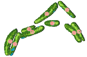 コース全体俯瞰図