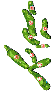 コース全体俯瞰図