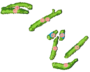 コース全体俯瞰図
