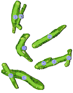 コース全体俯瞰図