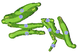 コース全体俯瞰図