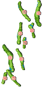 コース全体俯瞰図