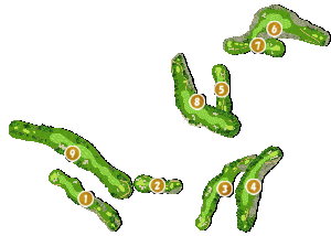 コース全体俯瞰図