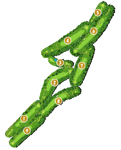 コース全体俯瞰図