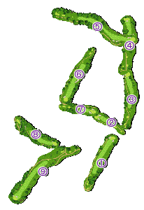コース全体俯瞰図