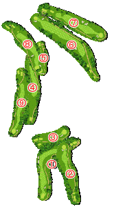 コース全体俯瞰図