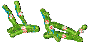 コース全体俯瞰図