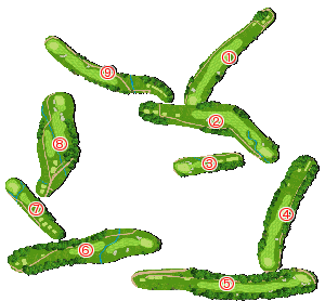 コース全体俯瞰図