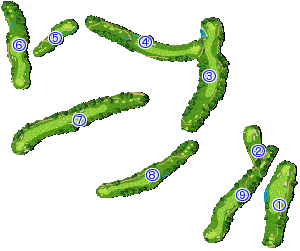 コース全体俯瞰図
