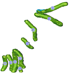 コース全体俯瞰図