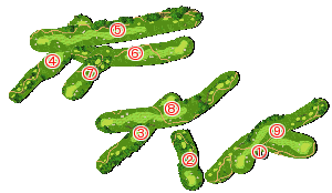 コース全体俯瞰図