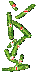 コース全体俯瞰図