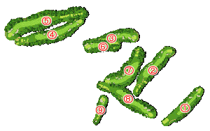 コース全体俯瞰図