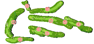 コース全体俯瞰図