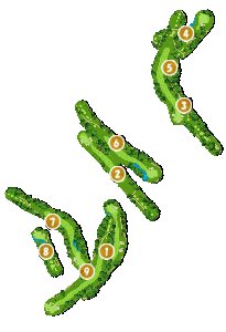 コース全体俯瞰図