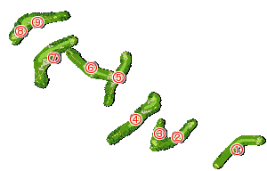 コース全体俯瞰図