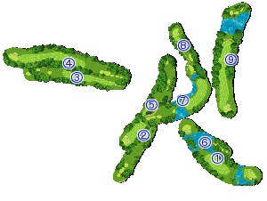 コース全体俯瞰図