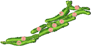 コース全体俯瞰図