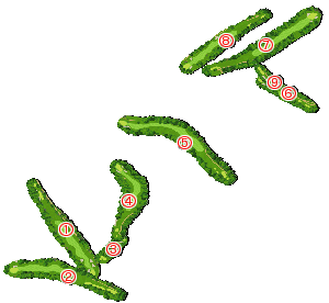 コース全体俯瞰図