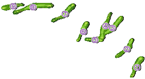 コース全体俯瞰図