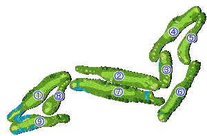 コース全体俯瞰図