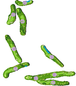 コース全体俯瞰図