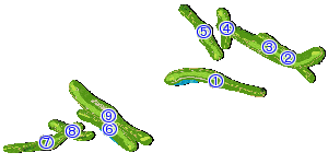 コース全体俯瞰図