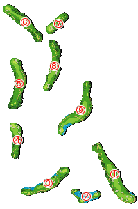 コース全体俯瞰図