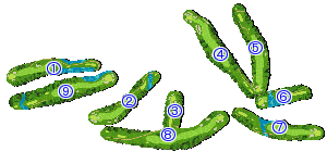 コース全体俯瞰図