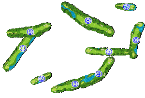 コース全体俯瞰図