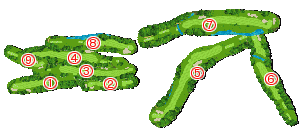 コース全体俯瞰図