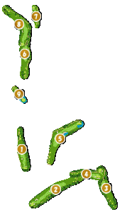 コース全体俯瞰図