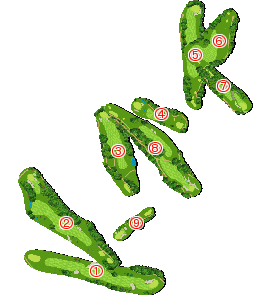 コース全体俯瞰図