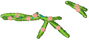 コース全体俯瞰図