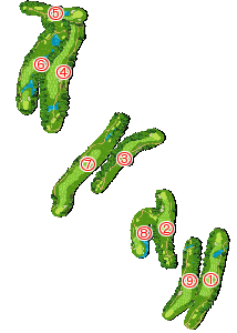 コース全体俯瞰図