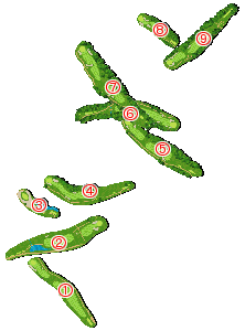 コース全体俯瞰図