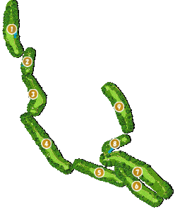 コース全体俯瞰図