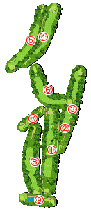 コース全体俯瞰図