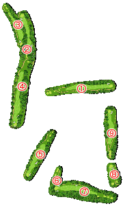 コース全体俯瞰図