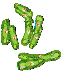 コース全体俯瞰図