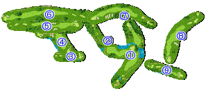 コース全体俯瞰図