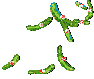 コース全体俯瞰図