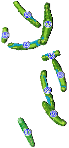 コース全体俯瞰図