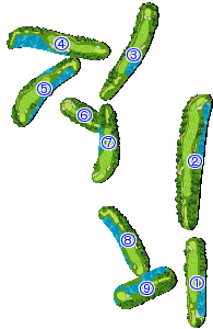 コース全体俯瞰図