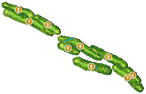 コース全体俯瞰図