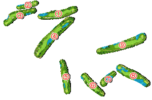 コース全体俯瞰図