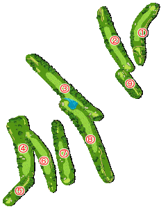 コース全体俯瞰図