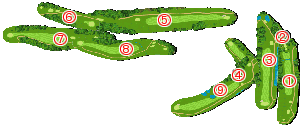 コース全体俯瞰図