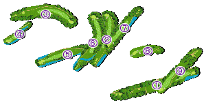 コース全体俯瞰図