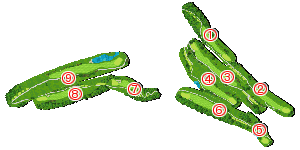 コース全体俯瞰図